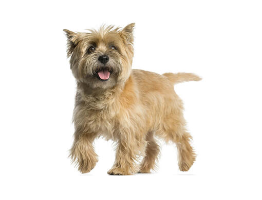 Cairn terrier best sale mix hypoallergenic